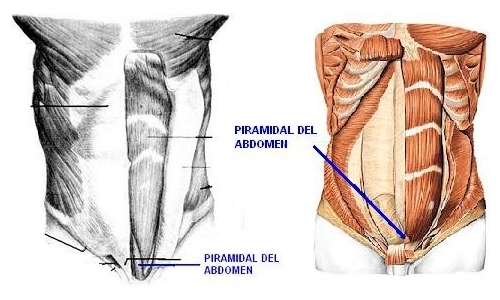 Sistema Abdominal - Piramidal del abdomen