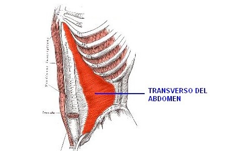 Sistema Abdominal - Transverso del abdomen