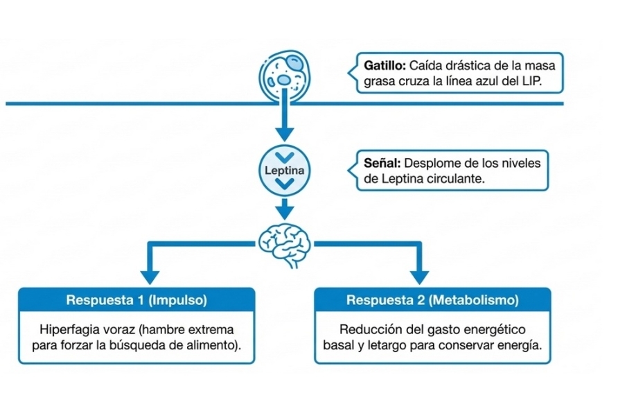 Límite inferior (Lower Intervention Point, LIP)
