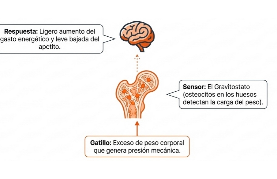 Límite superior (Upper Intervention Point, UIP)