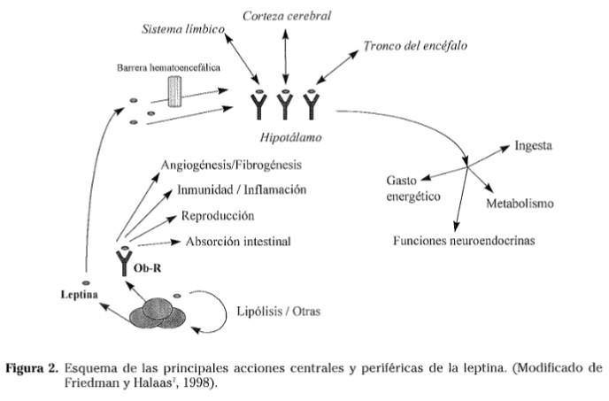 La leptina y la regulación del peso corporal